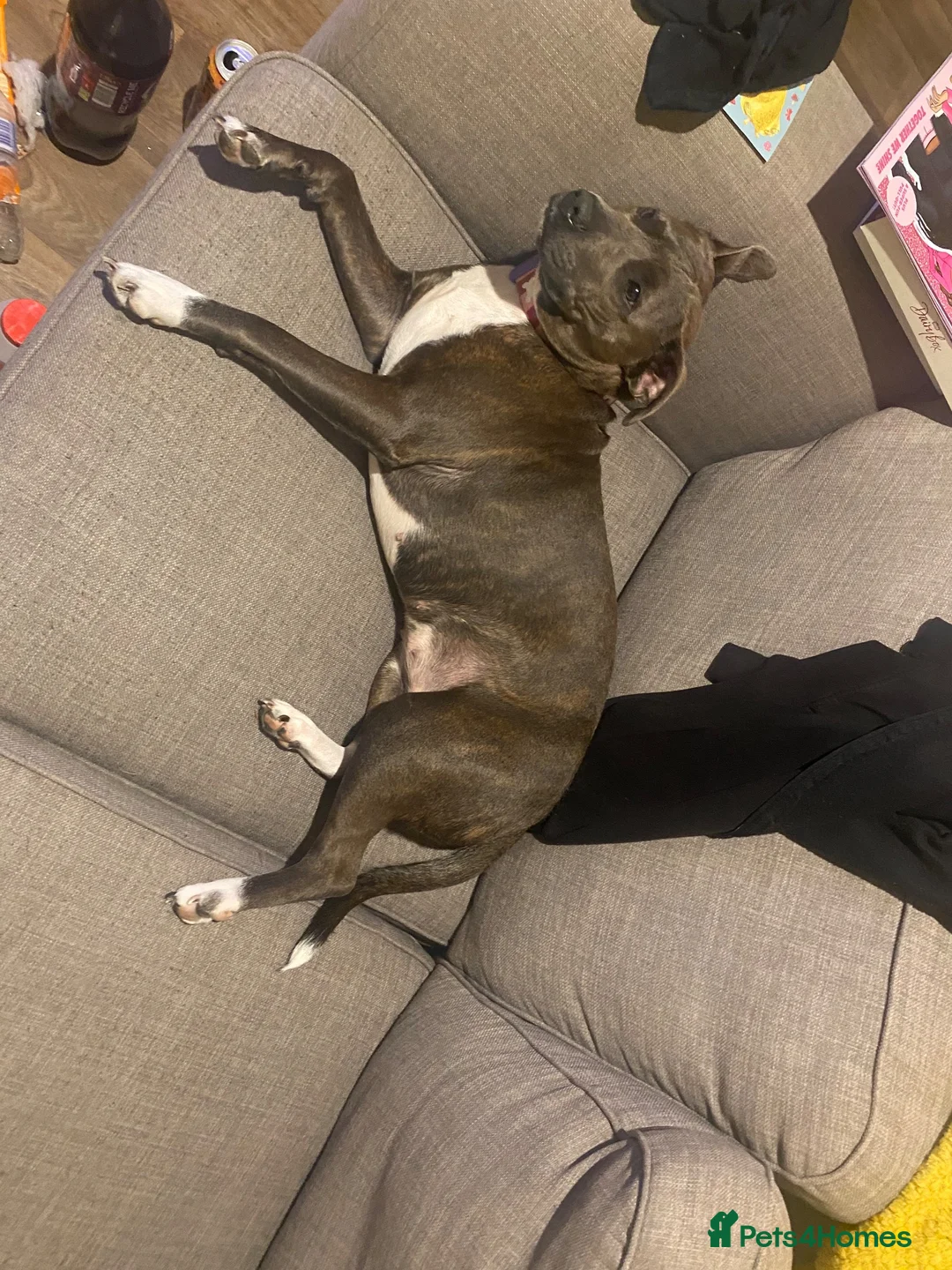 Staffordshire Bull Terrier dogs for sale: Frida  in Doncaster - Advert 6