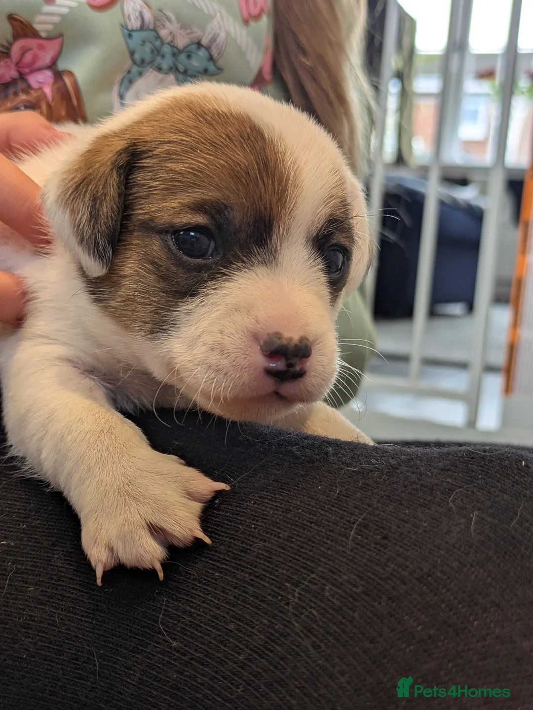 Jack Russell dogs for sale: Jack Russell Puppies - Advert 3