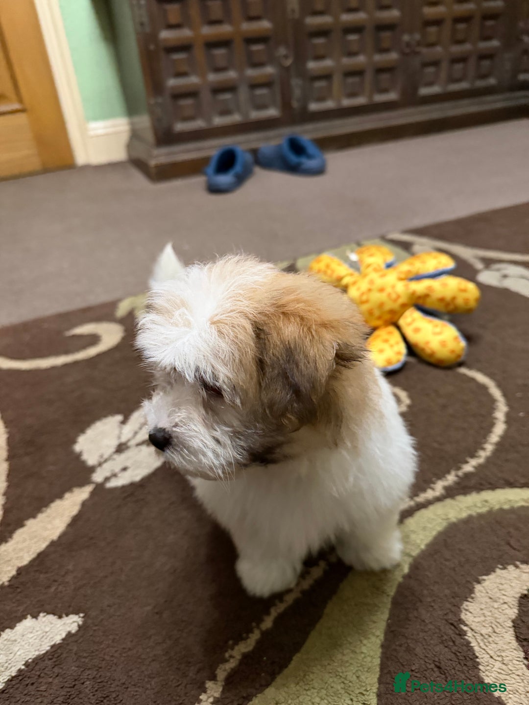 Havanese dogs for sale: ***Amazing Havanese Puppies *** - Advert 9