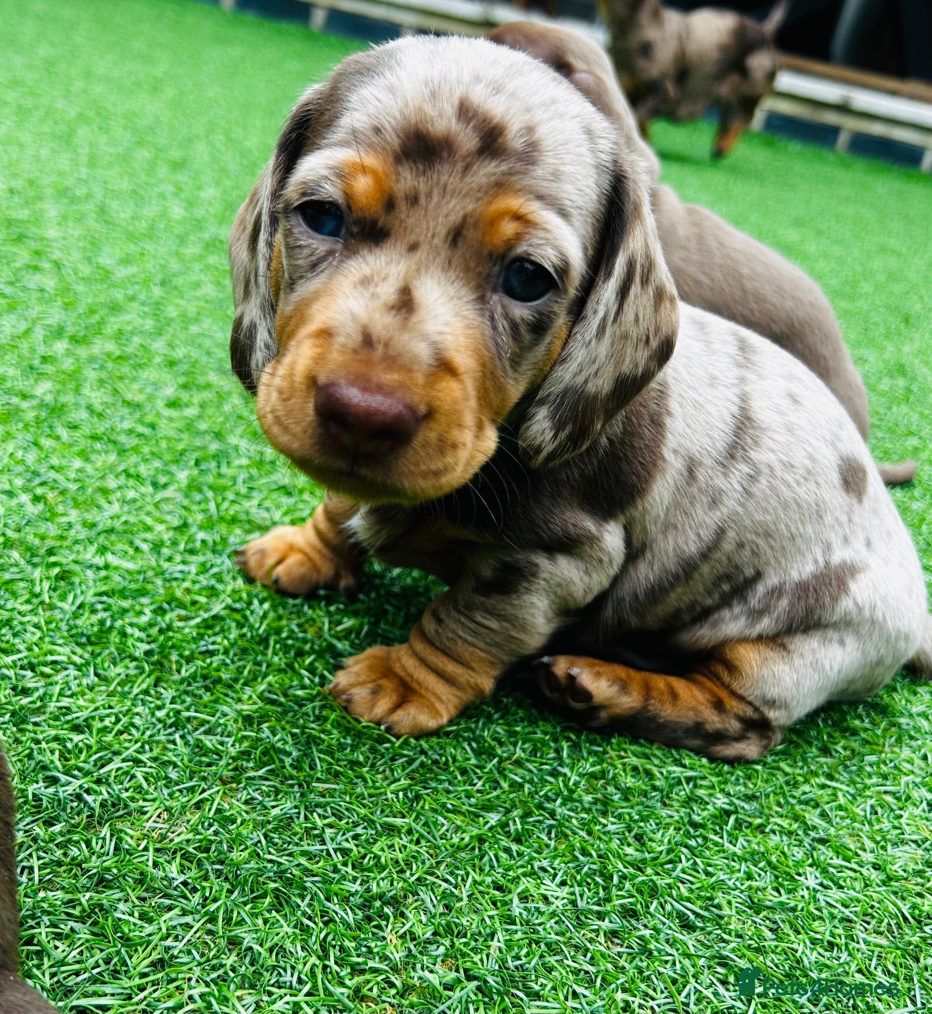 Miniature Dachshund dogs Beautiful miniature dachshund puppies 💙🩷 - Advert 13