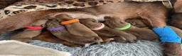 Patterdale Terrier dogs for sale: Chocolate Patterdale Terrier Puppies for sale in Barnsley - Advert 6