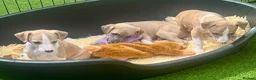 Whippet dogs for sale: Beautiful whippet babies! in Ashton-under-Lyne - Advert 12