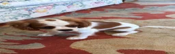 Cavalier King Charles Spaniel dogs for sale: Cavalier King Charles puppies  in West Byfleet - Advert 10