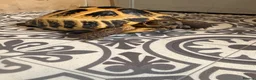 Tortoise reptiles for sale: Horsefield tortoise - Advert 4