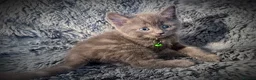 Mixed Breed cats for sale: 9 beautiful friendly kittens - Advert 3
