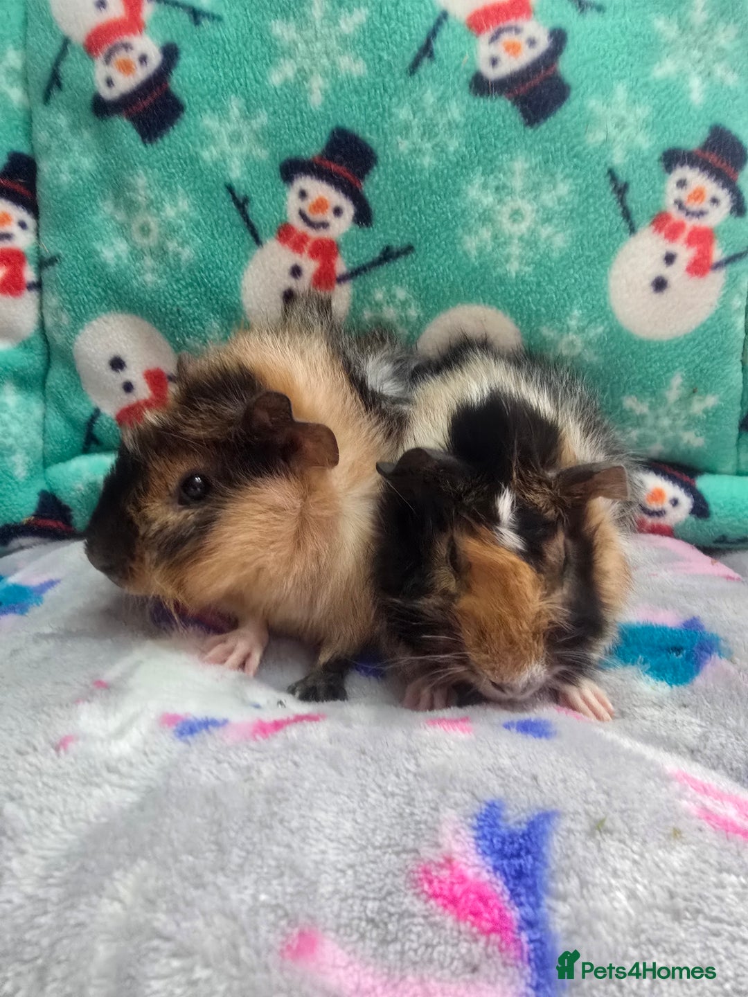 Guinea Pig rodents for sale: Funky Boars - Advert 2