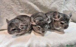Chinchilla rodents for sale: Beautiful chinchillas for sale  - Image 3