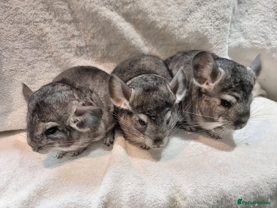 Chinchilla rodents for sale: Beautiful chinchillas for sale  - Image 3