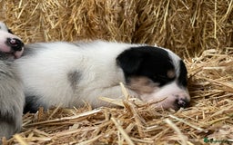 Border Collie dogs for sale: Beautiful cheeky border collies for sale - Image 14