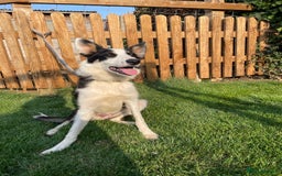 Border Collie dogs for sale: 8 month old border collie - Female - Image 1