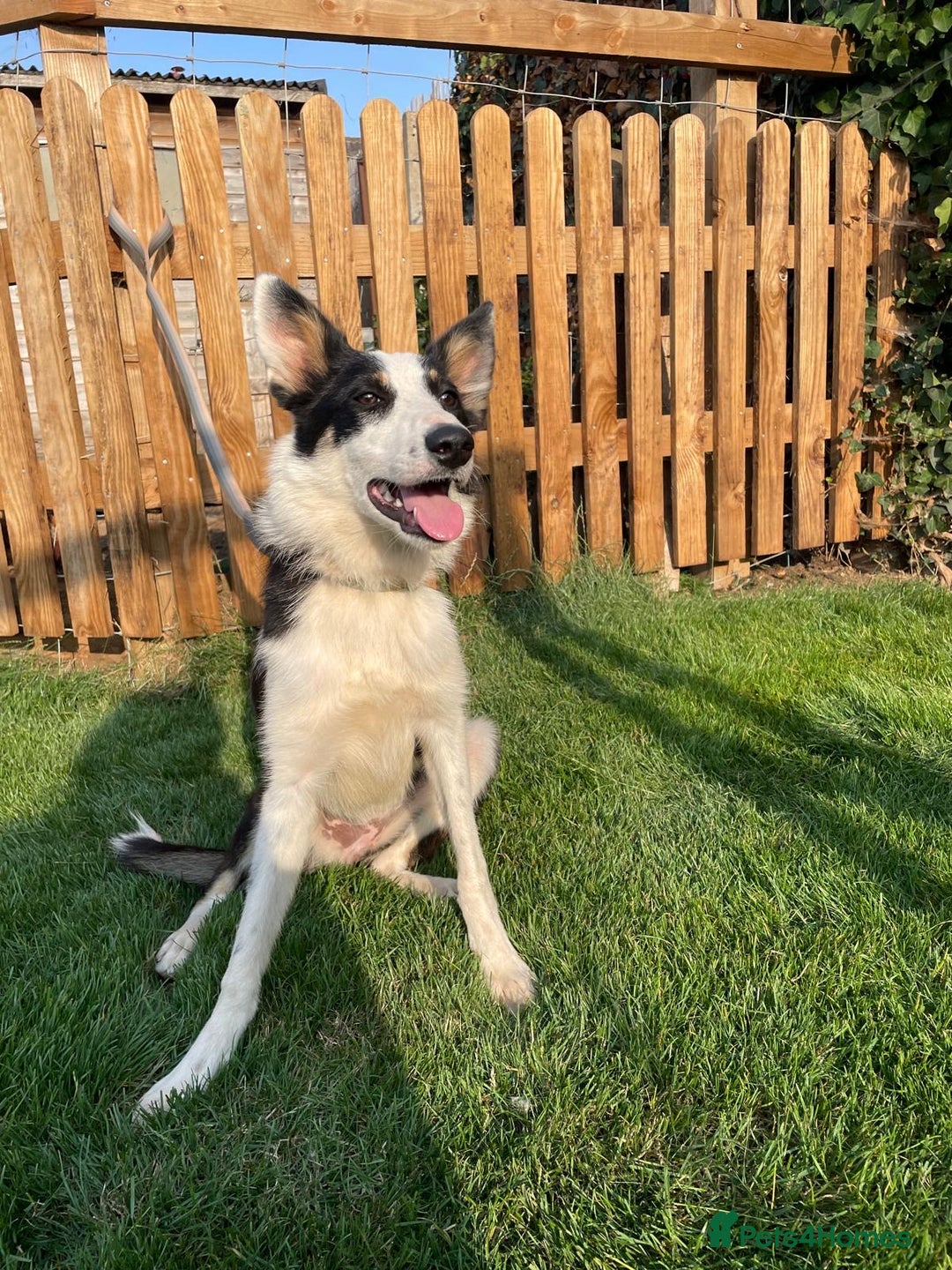 Border Collie dogs for sale: 8 month old border collie - Female - Image 1