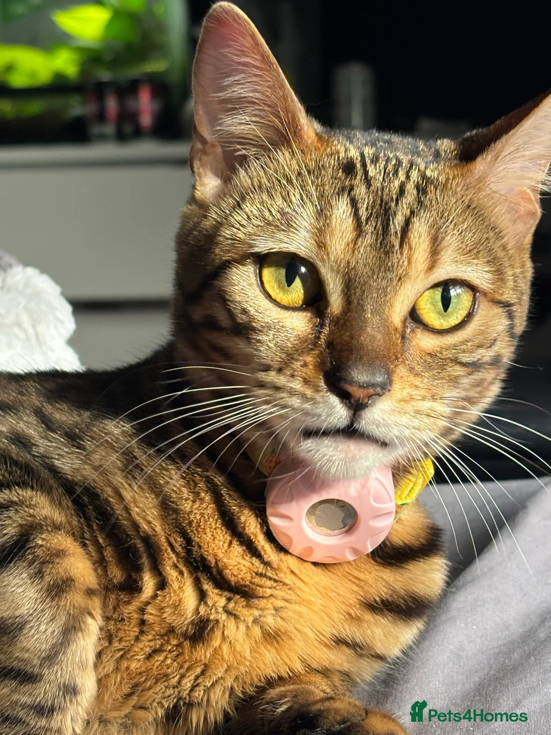 Bengal cats for sale: 3 Beautiful unique Bengal Babies  - Advert 2