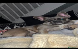 French Bulldog dogs for sale: French bulldog  - Image 9