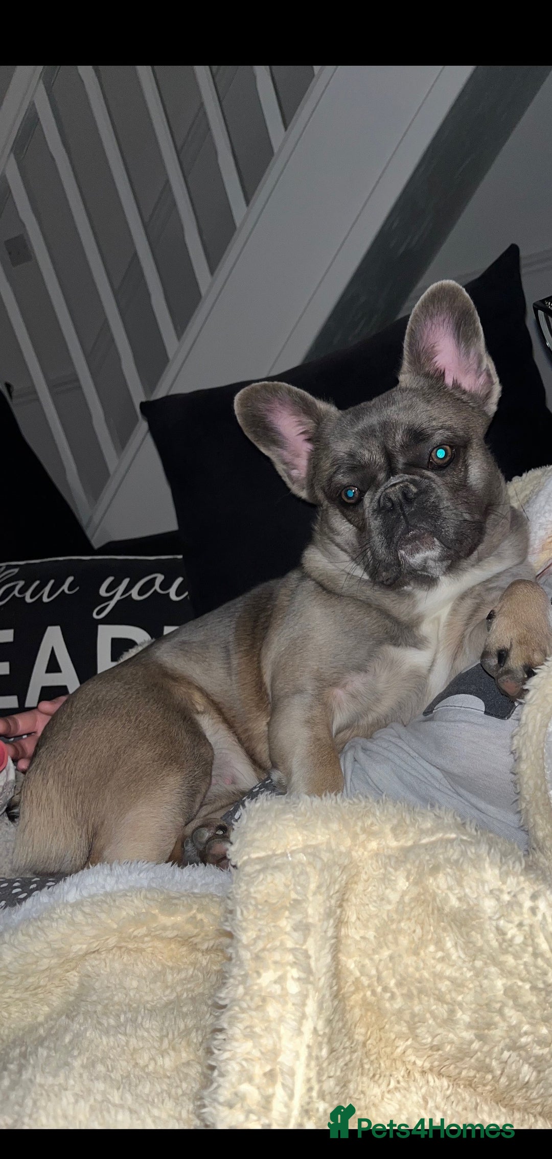 French Bulldog dogs for sale: French bulldog  - Image 9