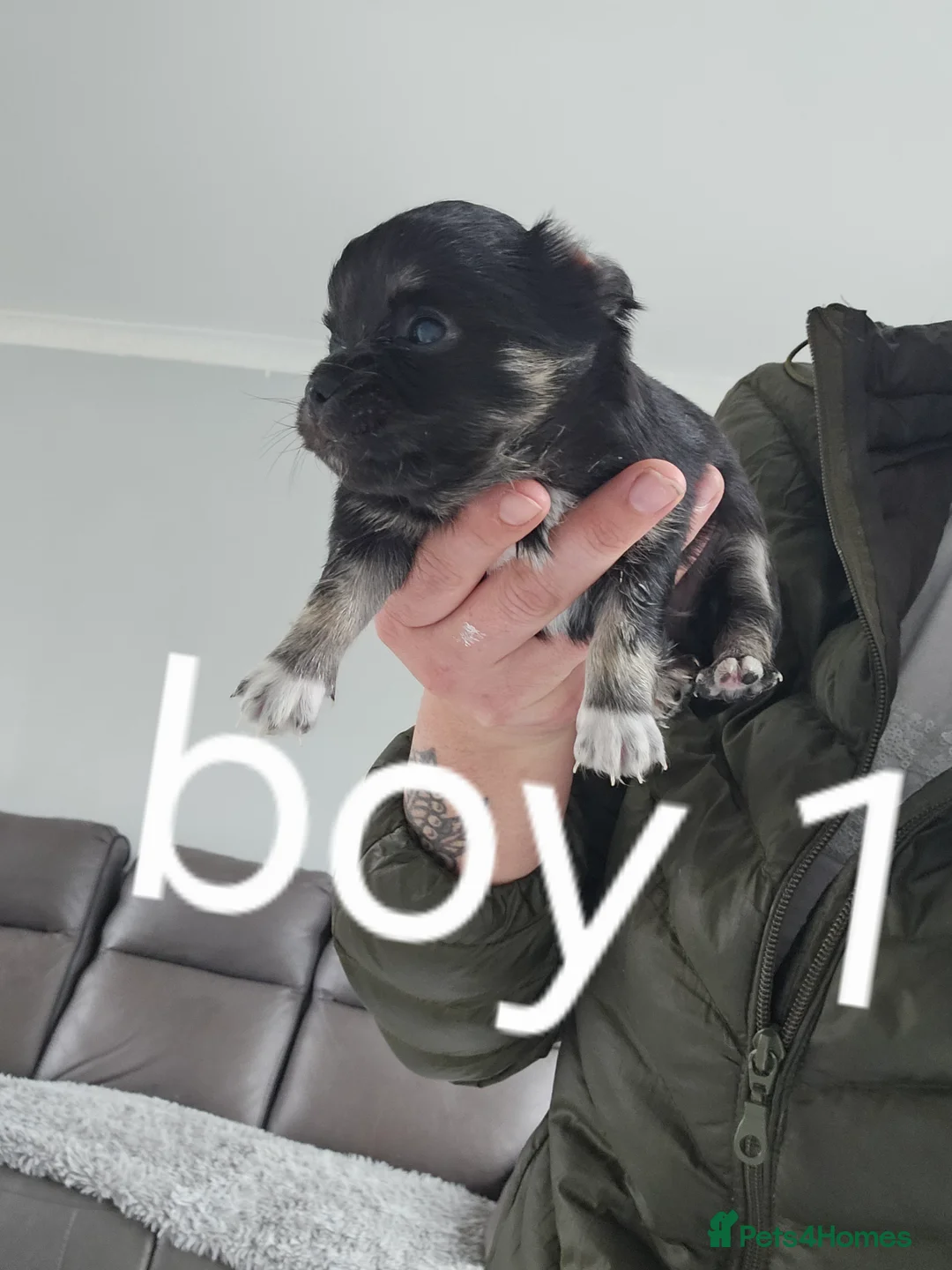 Chihuahua dogs for sale: 4 x beautiful Chihuahua puppies for sale  - Advert 6