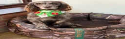 Cocker Spaniel dogs for sale: Cocker spaniel  in Lewes - Advert 6