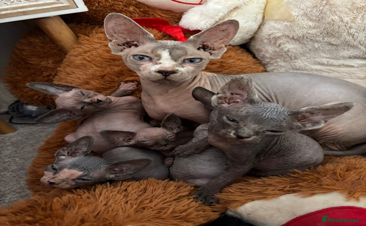 Sphynx cats Adorable Tica Registered Sphynx Kittens - Blue  - Advert 2