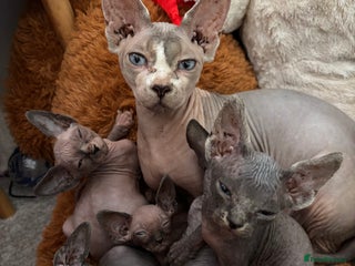 Sphynx cats Adorable Tica Registered Sphynx Kittens - Blue - Advert 1