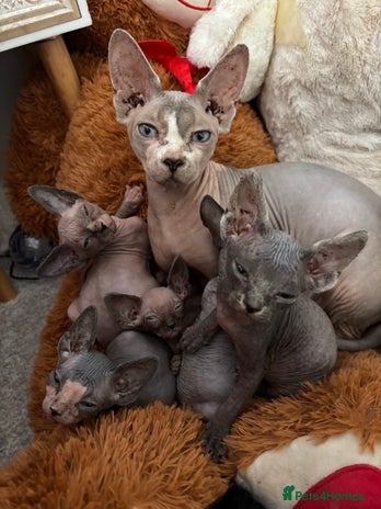 Sphynx cats Adorable Tica Registered Sphynx Kittens - Blue - Advert 1