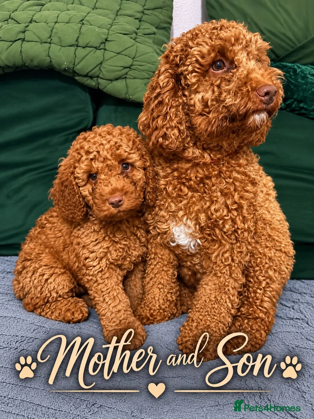 Miniature Poodle dogs for sale: Fox red miniature poodle. - Advert 1