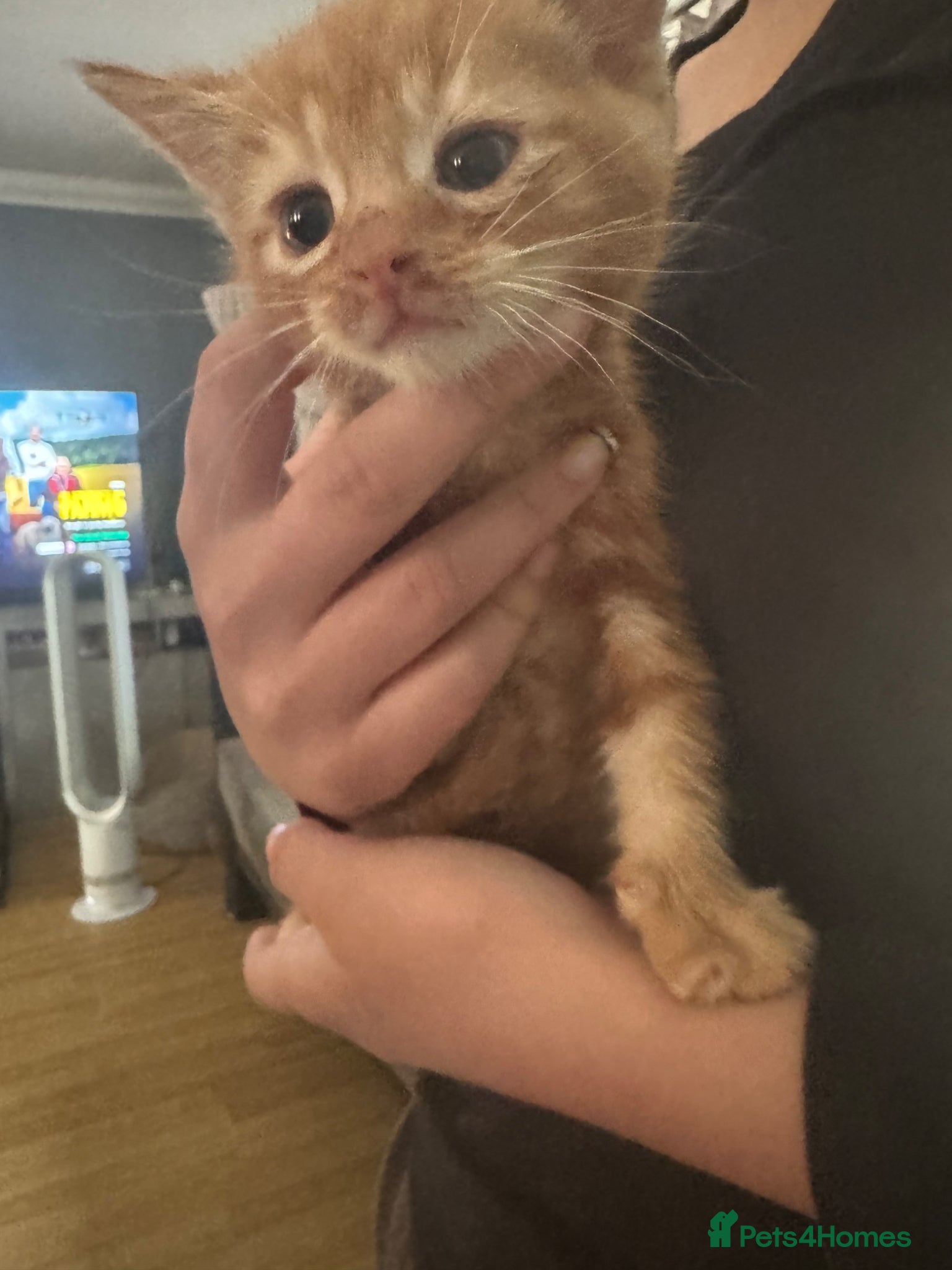 Domestic Shorthair cats for sale: Beautiful kittens - Advert 9