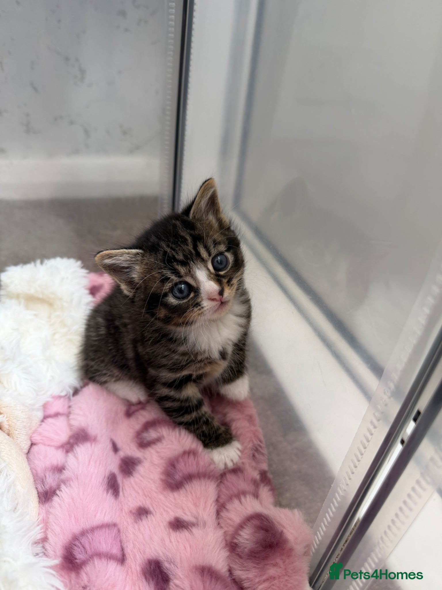 Domestic Shorthair cats for sale: Adorable tabby cats  in Reading - Advert 7