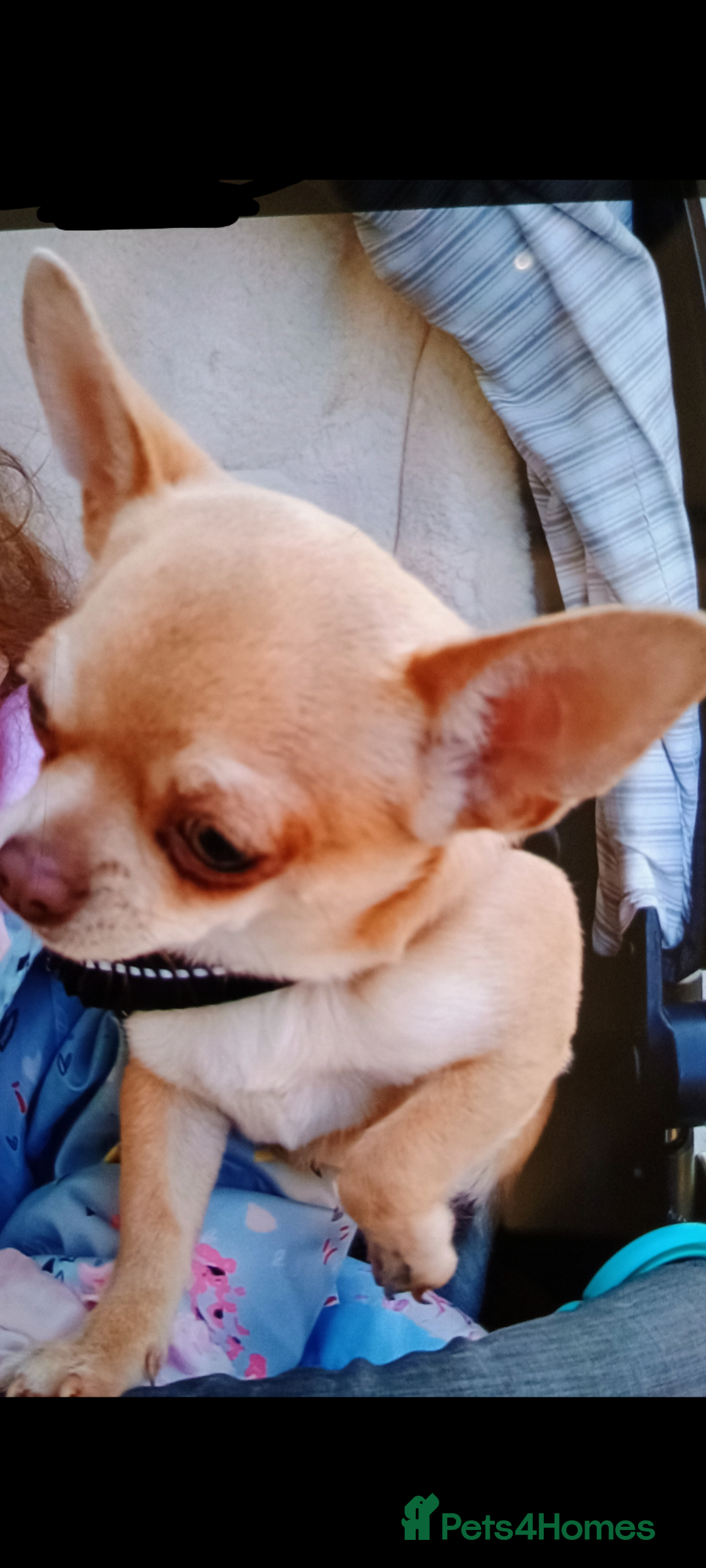 Chihuahua dogs for sale: KC registered xsmall male chihuahua for sale - Image 5
