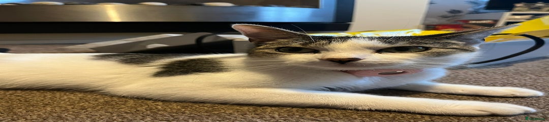 Mixed Breed cat