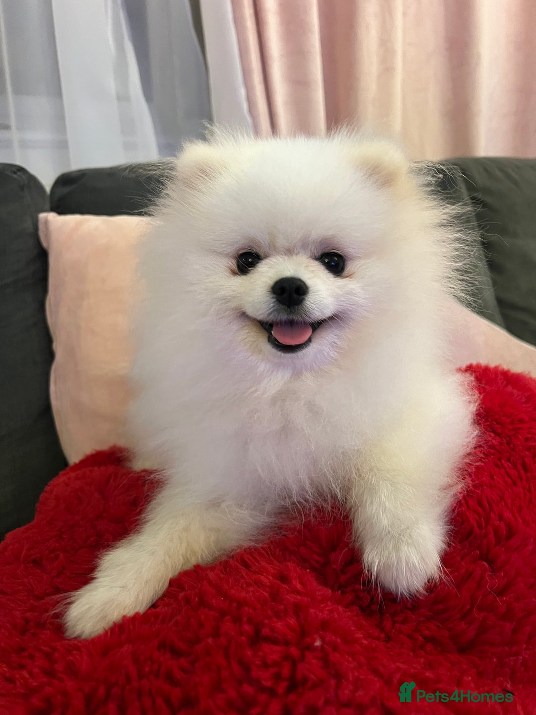 Pomeranian dogs for sale: Pomeranian white - Image 7