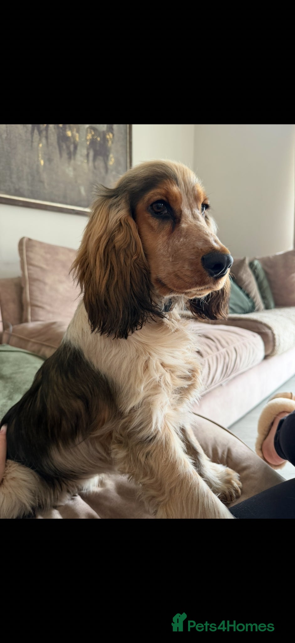 Cocker Spaniel dogs  8 Month Old Cocker Spaniel Boy – Milo - Advert 1