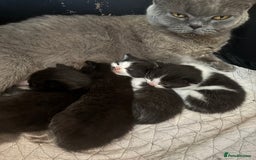 Mixed Breed cats for sale: Mixed British shorthair kittens! 🐈‍⬛  - Image 10