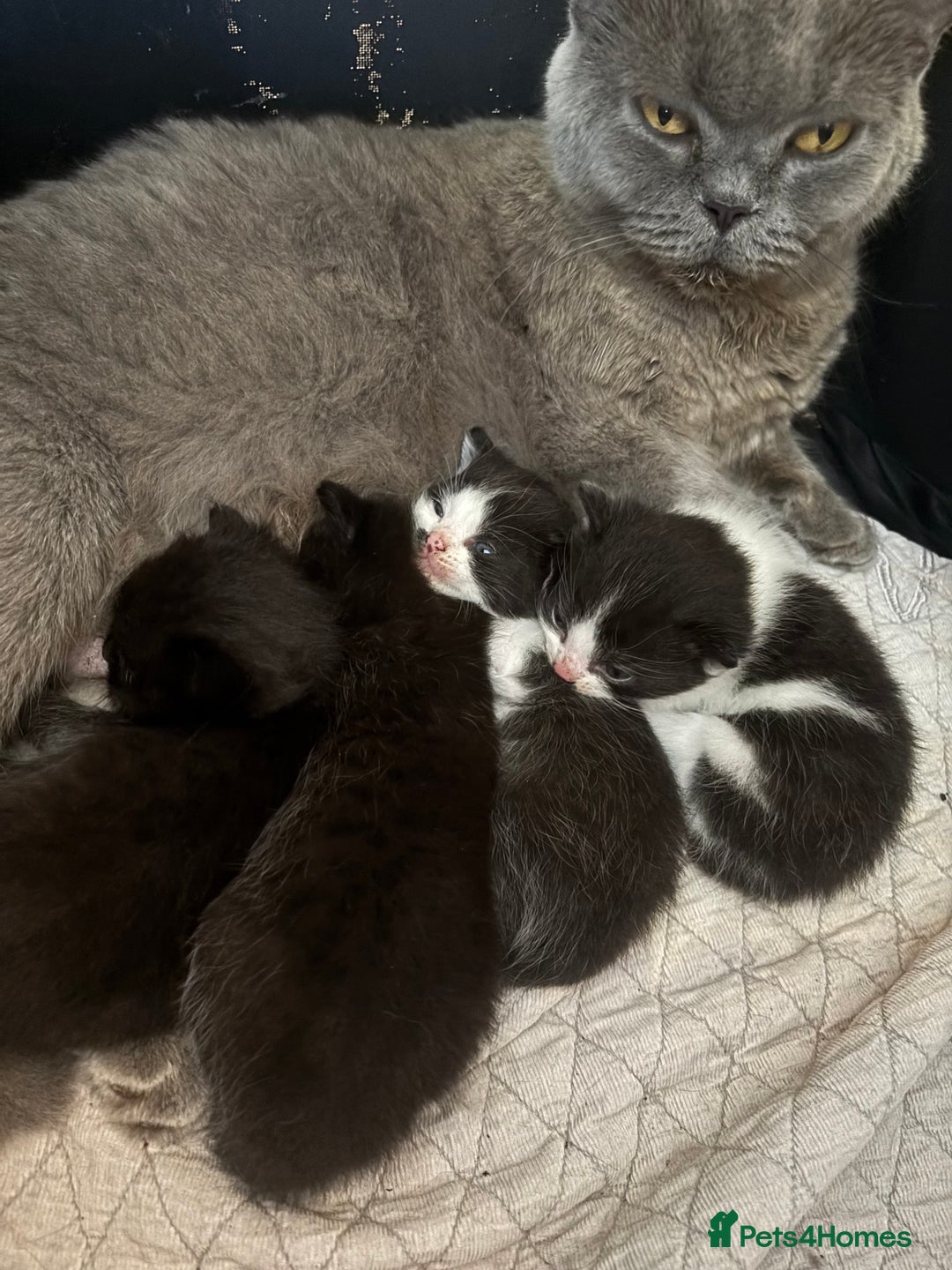 Mixed Breed cats for sale: Mixed British shorthair kittens! 🐈‍⬛  - Image 10