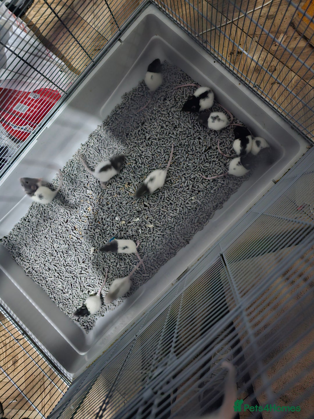 Rat rodents for sale: 7 female rat pups  - Advert 2