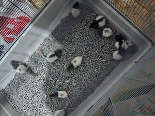 Rat rodents Mixed sex rats - Advert 6