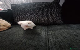 Guinea Pig rodents for sale: Ready to go! Male guinea pig baby - Image 3