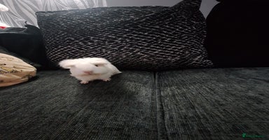 Guinea Pig rodents - Advert 13