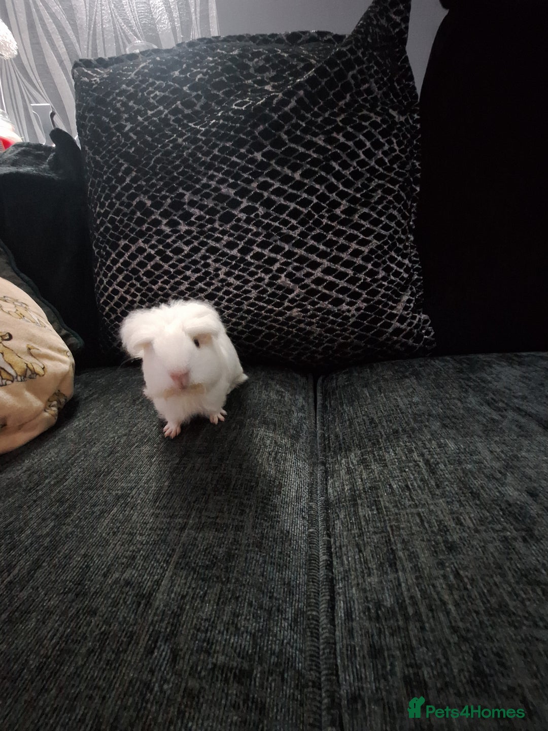 Guinea Pig rodents for sale: Ready to go! Male guinea pig baby - Image 3