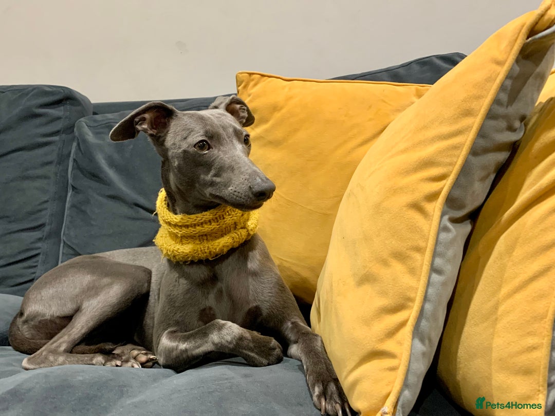 Whippet dogs for sale: Full blue pedigree KC reg whippet puppies - Advert 4