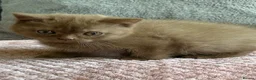 British Shorthair cats for sale: Adorable cinnamon British shorthair boy - Advert 2