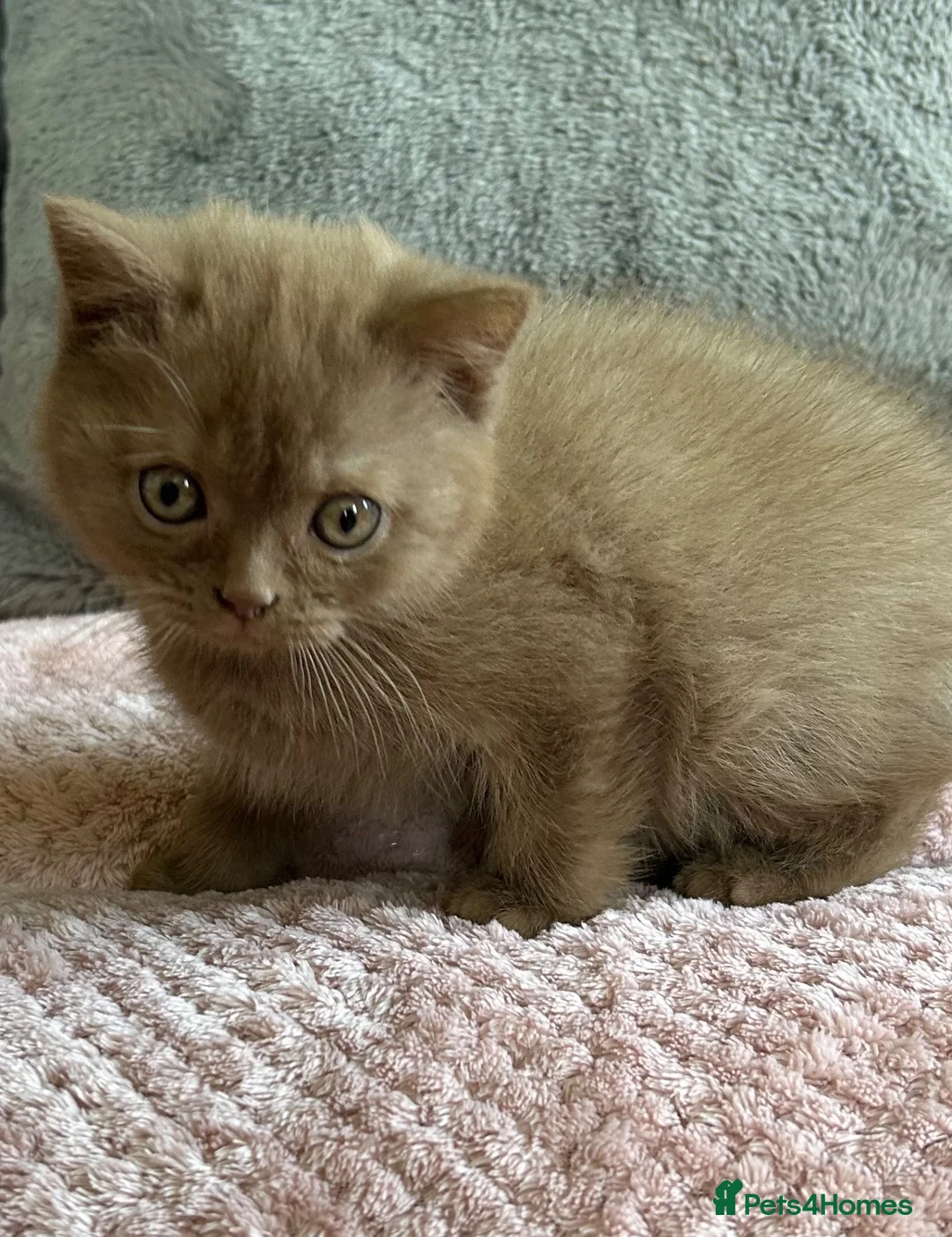 British Shorthair cats for sale: Adorable cinnamon British shorthair boy - Advert 2