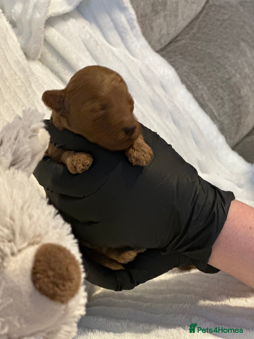 Toy Poodle dogs for sale: 2 TINY BOYS LEFT kc registered deep red toy poodle - Advert 27