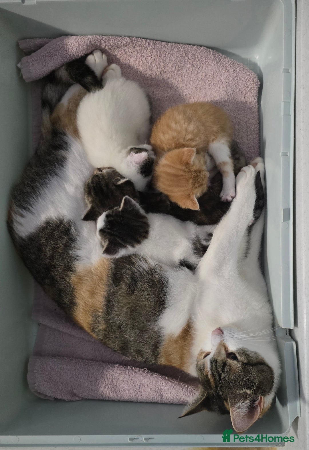 Mixed Breed cats for sale: Gorgeous Kittens ready now!!! - Advert 12