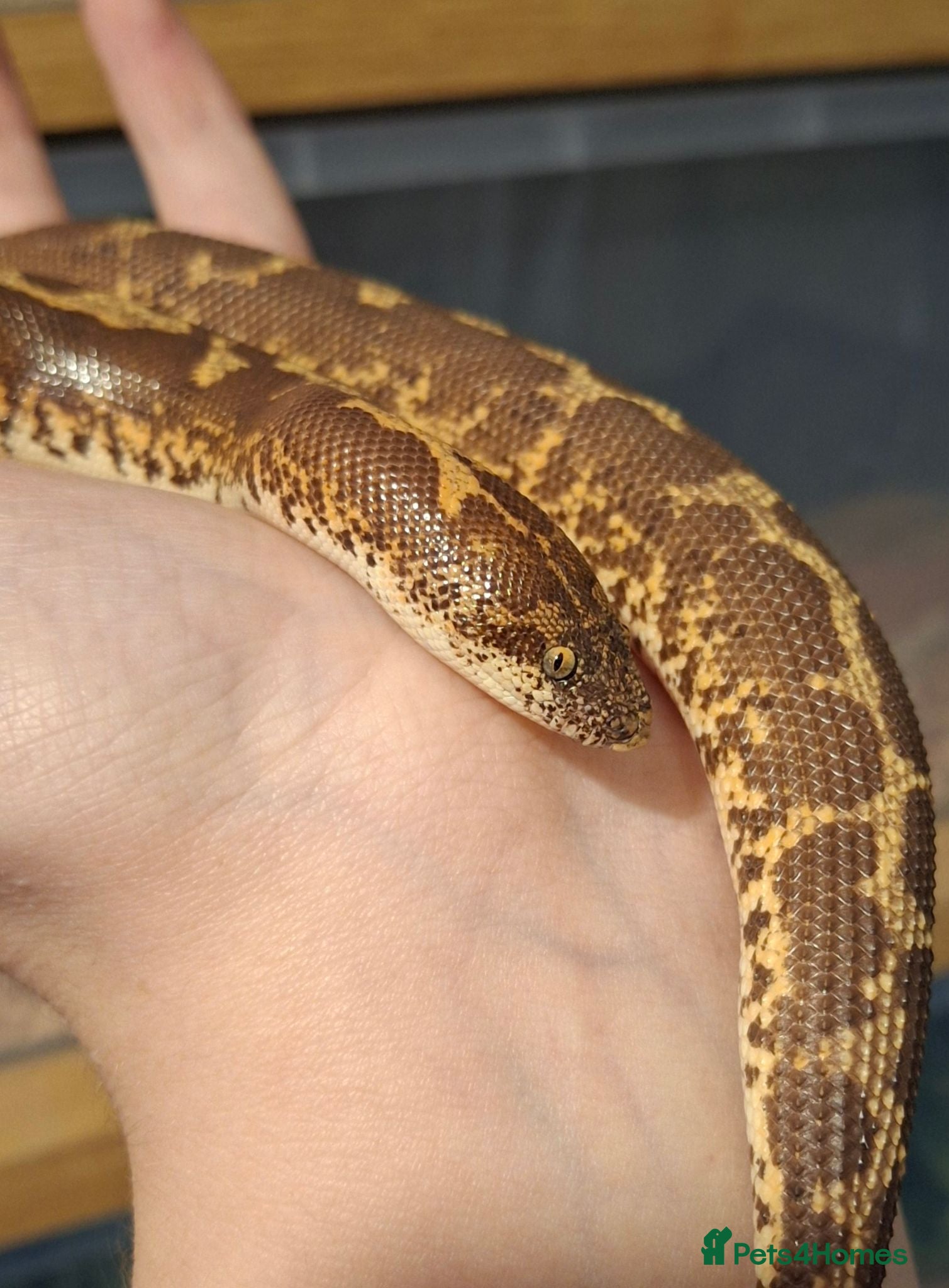 Snake reptiles Kenyan sand boa female - Advert 6