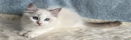 Ragdoll cats for sale: Beautiful Tica Register Kittens Ragdoll - Advert 5