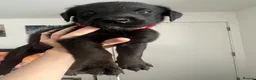 Mixed Breed dogs for sale: Labrador x kelpie puppies - Advert 16