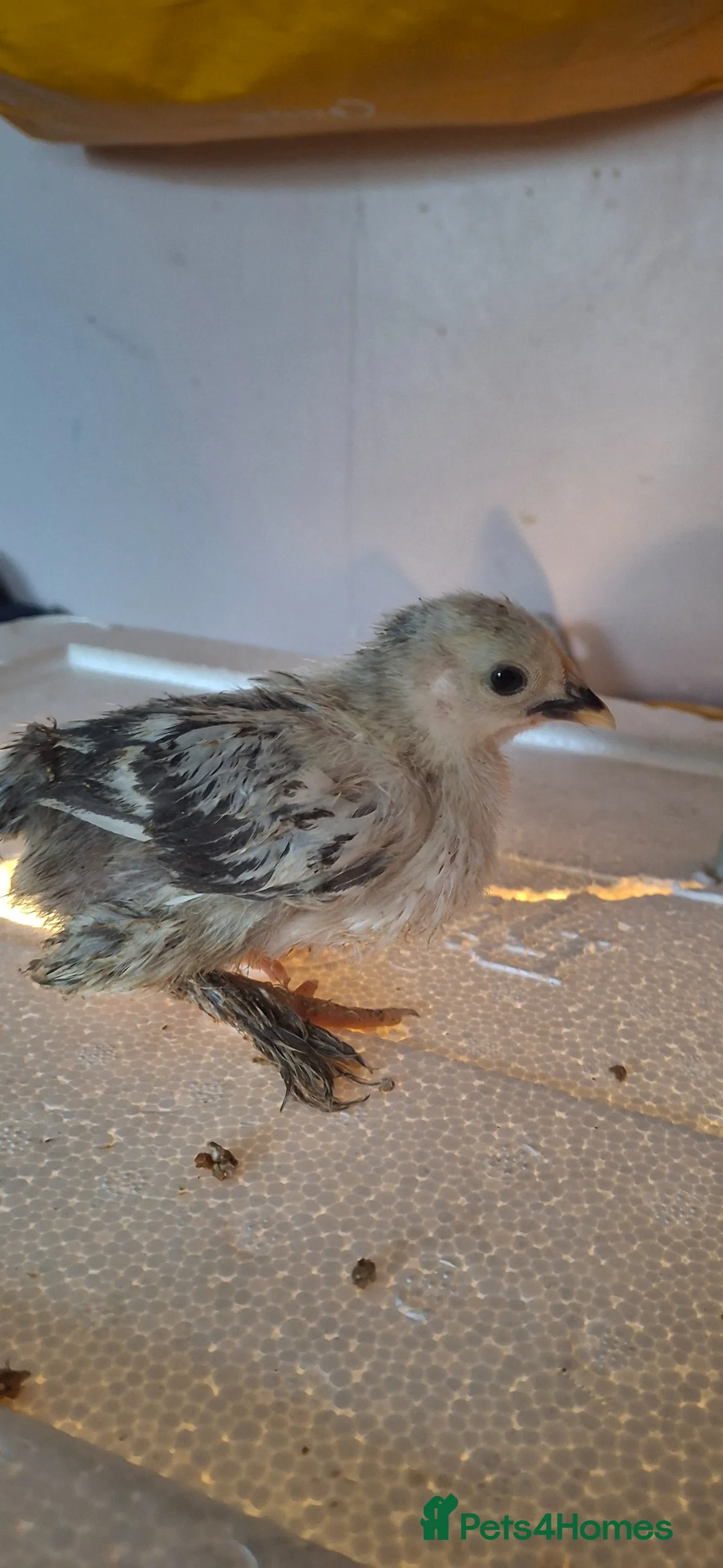 Chickens poultry for sale: Bantam chicks for sale - Advert 2