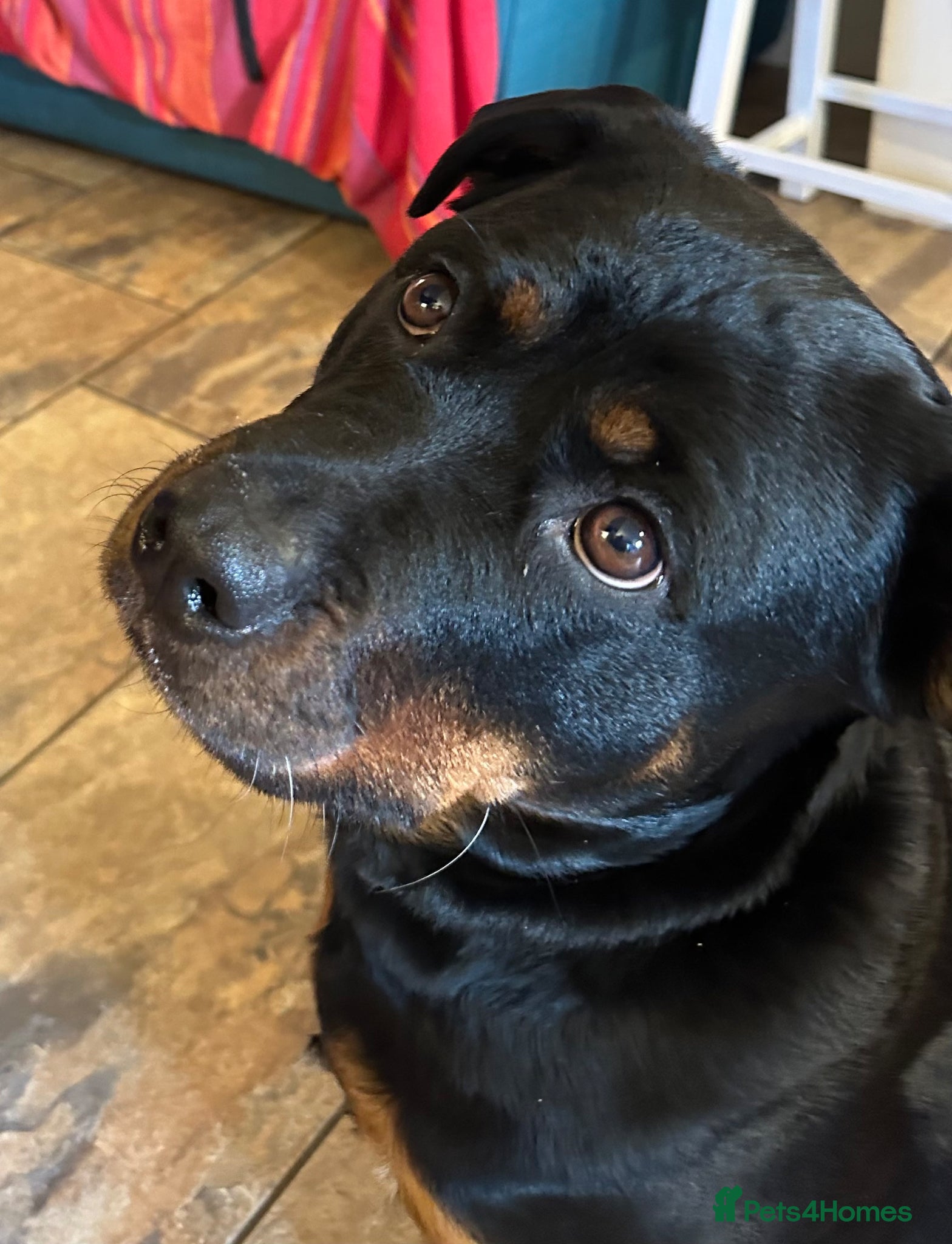 Rottweiler dogs Rottweiler female  - Advert 1