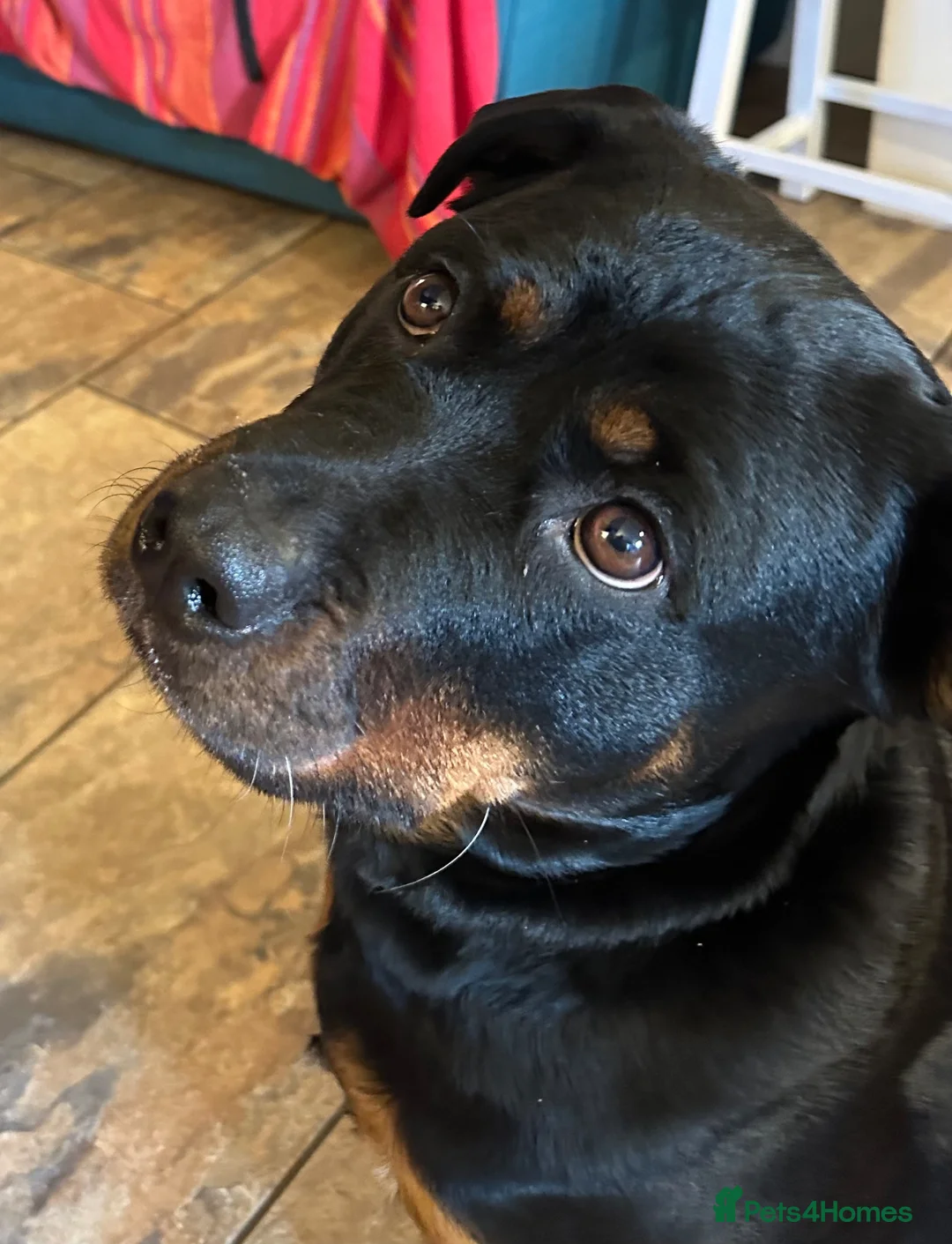 Rottweiler dogs for sale: Rottweiler female  - Advert 1