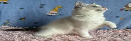 Ragdoll cats for sale: Beautiful TICA Registered Ragdoll Kittens - Advert 19