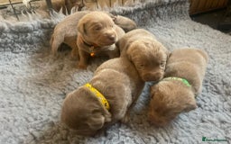 Labrador Retriever dogs for sale: Silver Labrador puppies  - Image 10